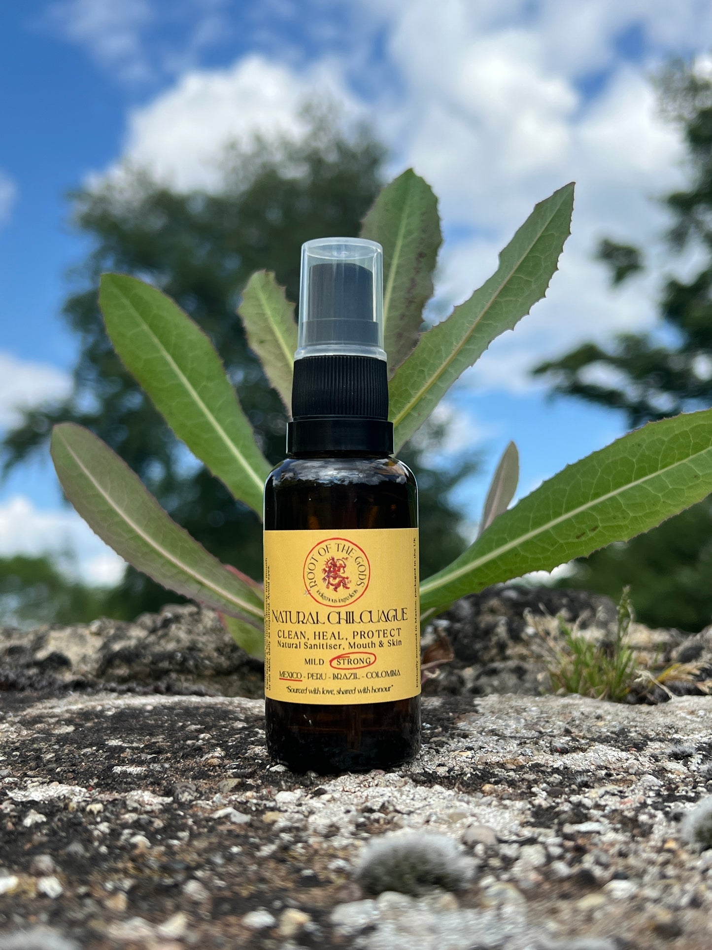 Natural Chilcuague Spray or "Golden Root"