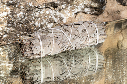 Masos de Salvia Blanca Fino tied