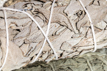 Masos de Salvia Blanca Fino tied